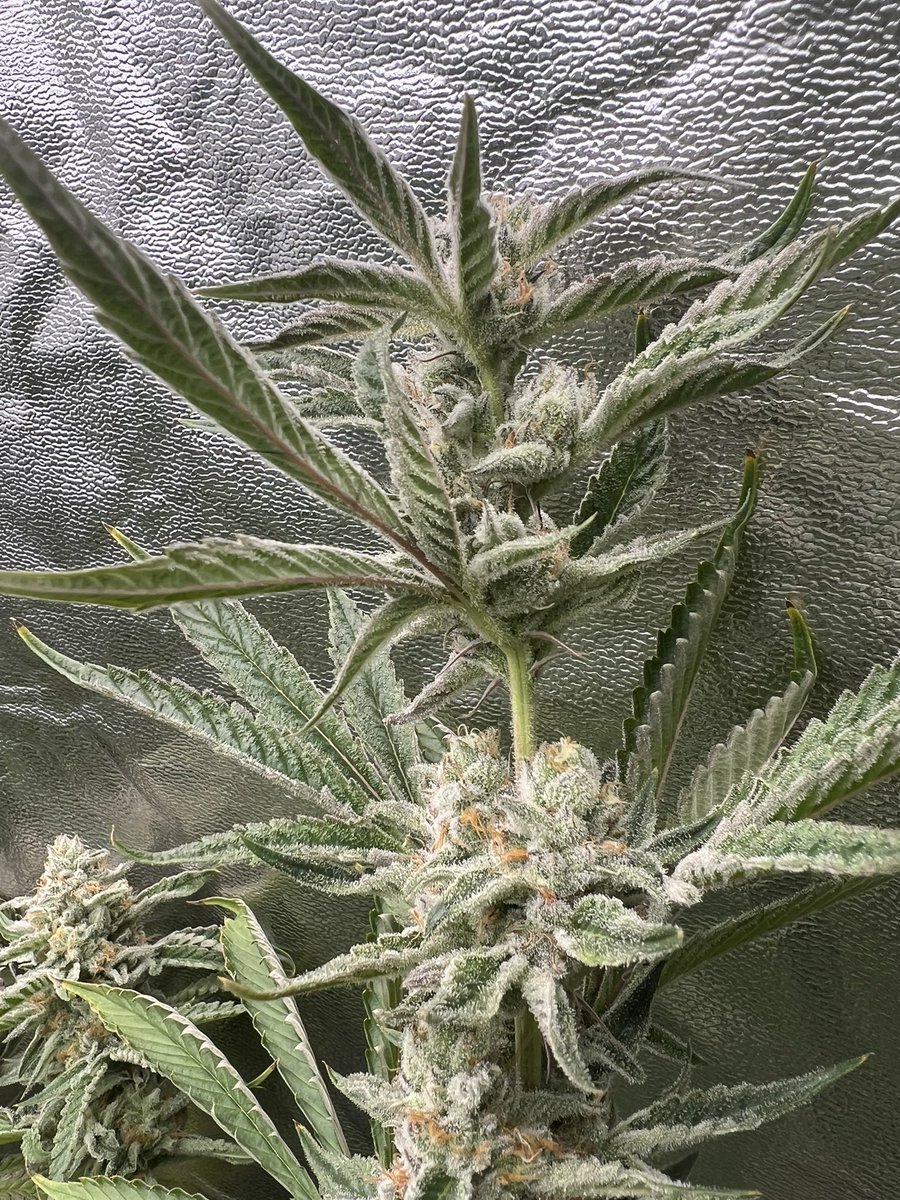 Cody Ledford tweet media