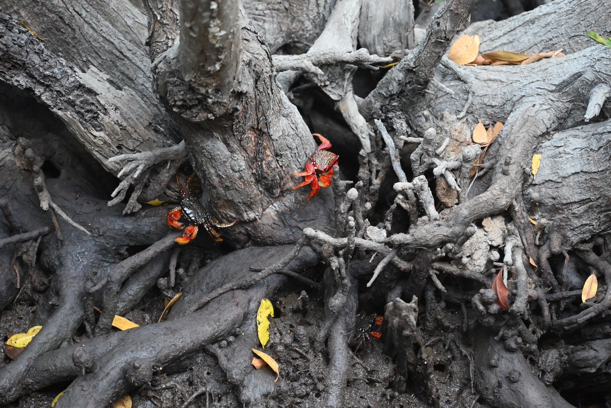 Puerto Manzanillo tweet media