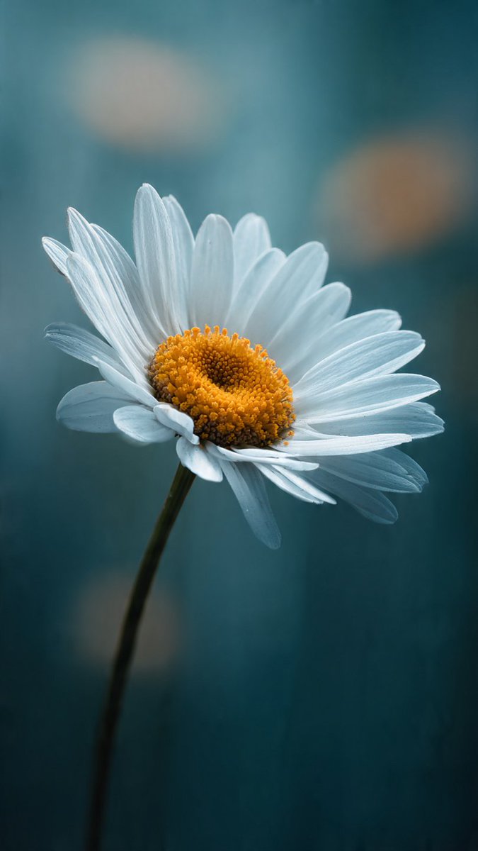 LiorikAi's tweet image. Serene daisy bloom wallpaper capturing soft morning light beauty calm 🌼✨📱

Visit 🔗 instagram.com/Liorik.Ai for more wallpapers ✨️🌸❤️

#ai #LiorikAi #wallpaper #phonewallpaper #4kwallpaper #daisy #flowers #nature #floral #aesthetic #bokeh #macro #spring #whiteflowers