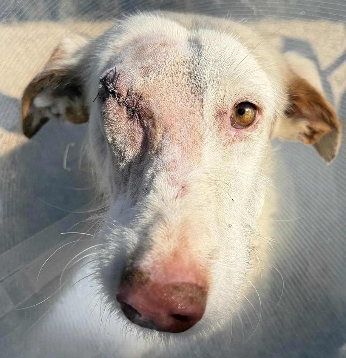 Galgos del Sol tweet media