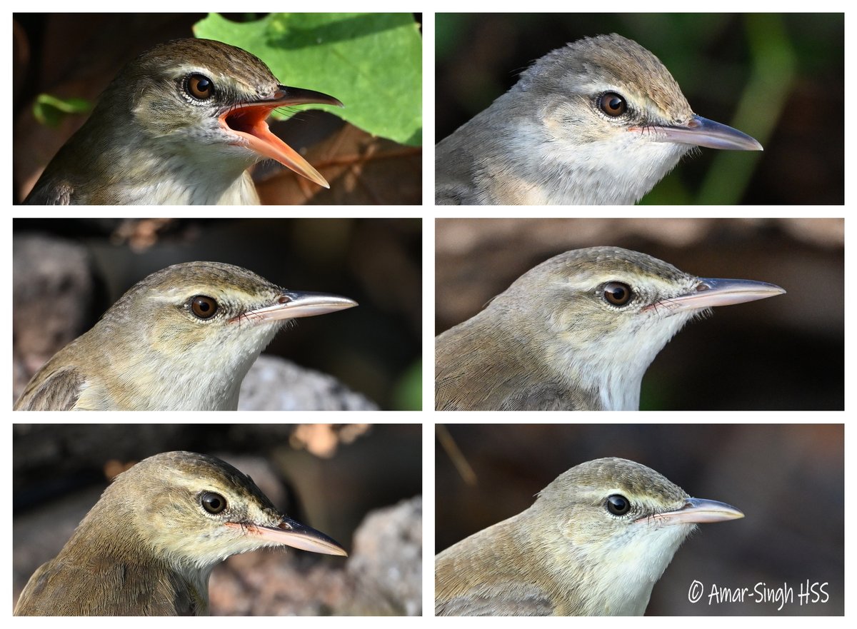 Amar-Singh HSS tweet media