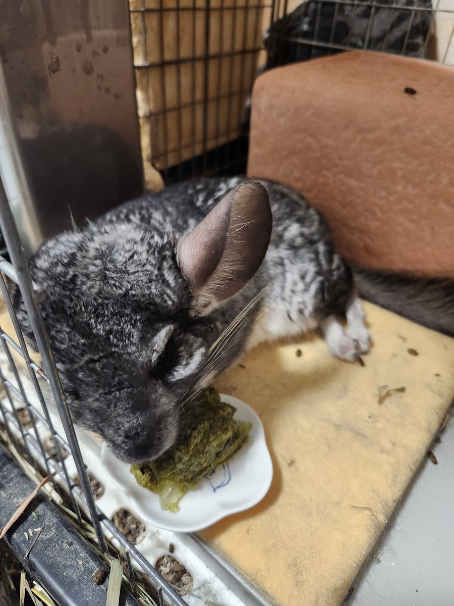 ずぼら民とチンチラ tweet media