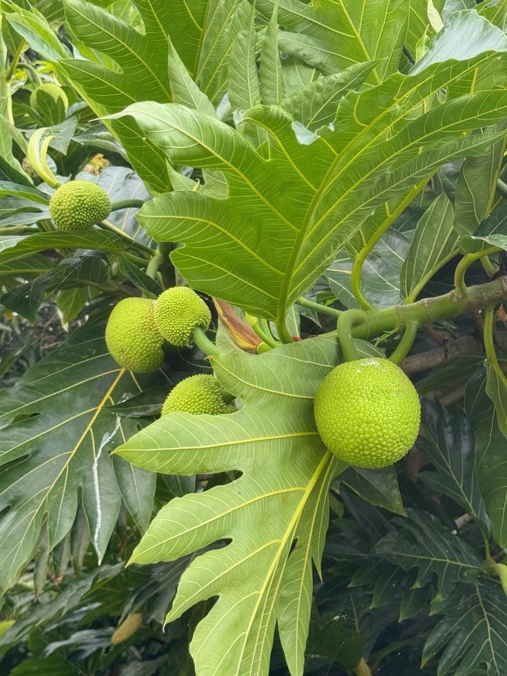 Mynzagric254 tweet media