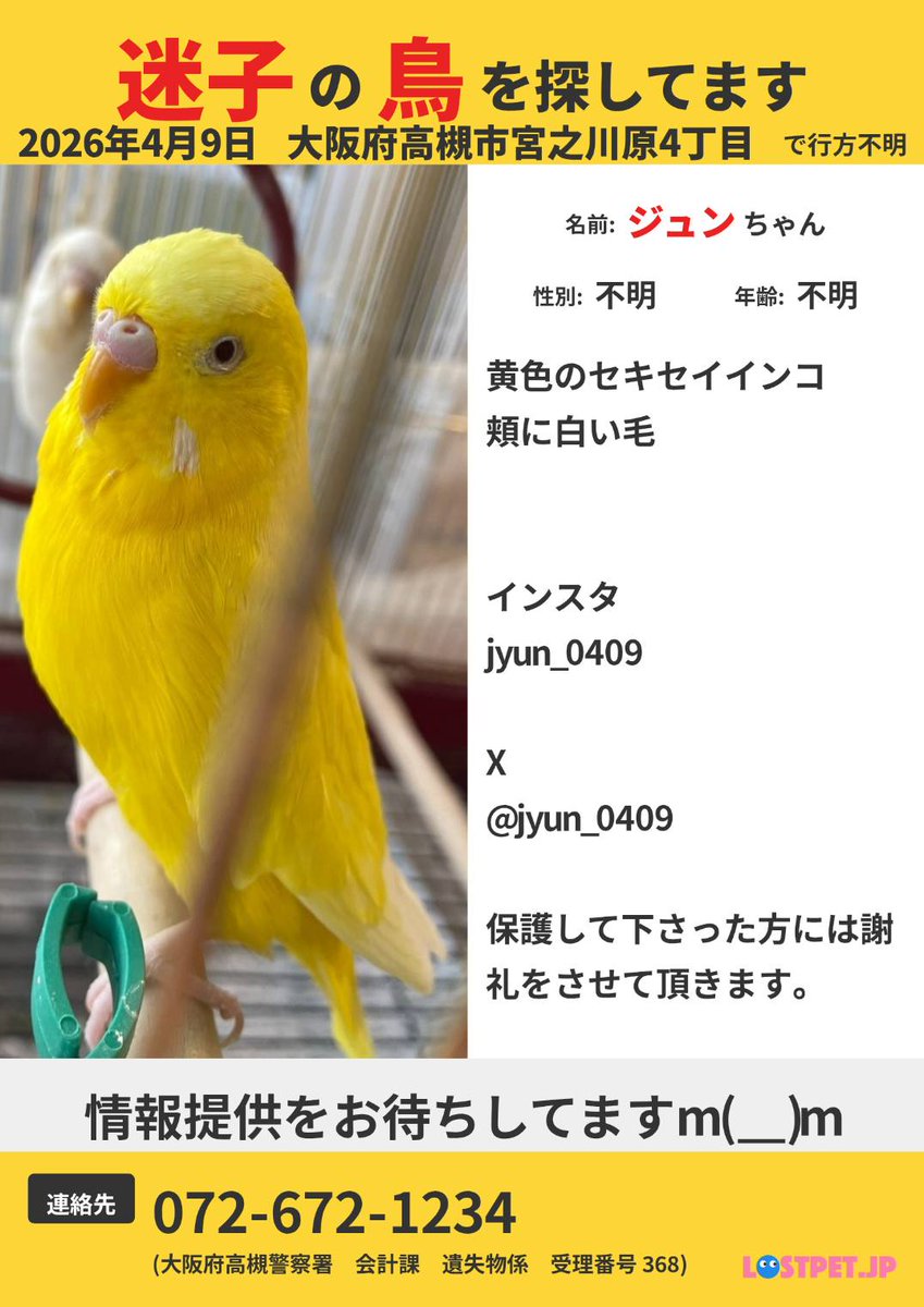 迷子の鳥を捜しています。情報がありましたら、チラシの連絡先もしくはねこのおうちまでお知らせください。どうかよろしくお願いします。