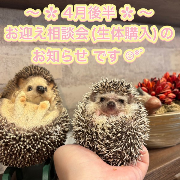 4月後半の #ハリネズミ さんのお迎え( #生体購入 )相談会の開催予定日です〈参加無料〉🦔
《開催内容》
・お迎えにあたって ・必要なグッズ、フード ・動物病院情報 ・赤ちゃんハリネズミ見学 ・ペット保険
など  詳細はHPの「新着情報」をご覧ください🍀
cafeharrywood.com/sakae/
#名古屋 #栄 #ペット