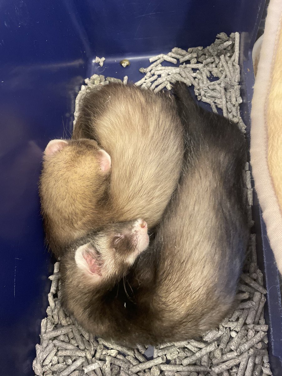 FerretLink's tweet photo. ／
フェレットリンクの日常
＼

本日デビューのフェレットさんです‼️

1枚目 セーブルくん
2枚目 バターミットくん
3枚目 シナモンくん
4枚目 ブラックセーブルくん&amp;バタースコッチくん

お迎えは体調に問題なければ
4/19(日)からとなります‼️
ぜひお越しください〜🎶 https://t.co/dbxFFZcjRi