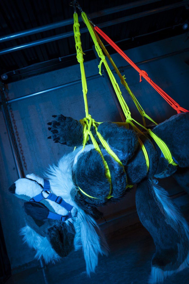 Rouanfursuit's tweet photo. Hanging in the air, bound to the ropes.

📸 @Rametu_wolf 
#FursuitFriday https://t.co/QJmArWxTkt