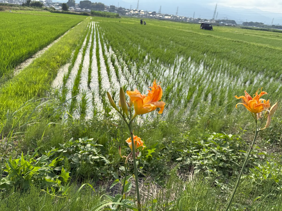 🐸田んぼの生きもの調査は「全農プレゼンツ」で体験できます
🍚２０２６年は夏と秋の２回、神奈川県の伊勢原で行います。田んぼの生きもの調査に参加すると、ちょっとだけ田んぼ博士に近づくことができるかも！ごはんがなんでおいしいか？知りたい子集まれ🍙
#田んぼ博士になろう
#子どもと田んぼ