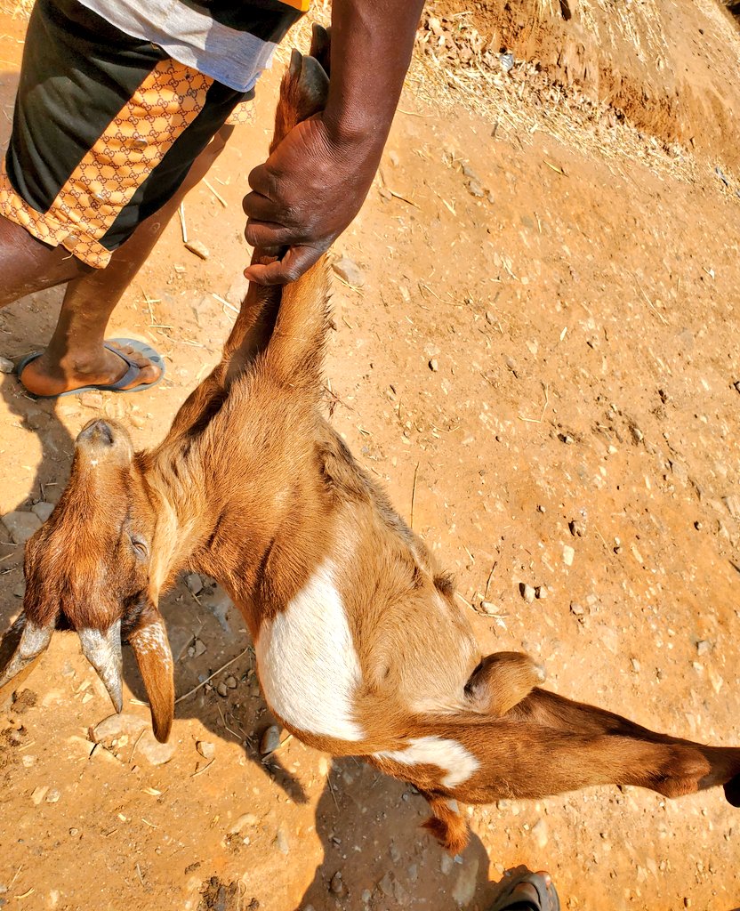 PENG TONGA BULL ♐🔴⁹⁶ tweet media