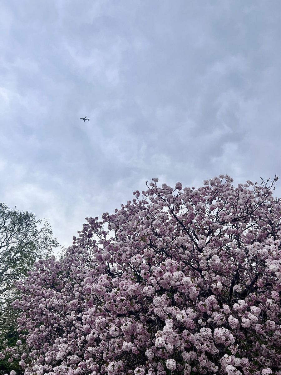 とある中国人のむいむい tweet media