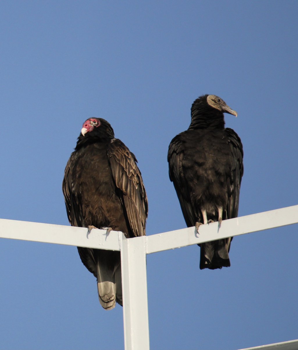 nuclearwinter75's tweet photo. @emxlymargaret A block from my house. Dawn n dusk daily. Occasional black vulture friends😁 https://t.co/E1QCeqfHO9