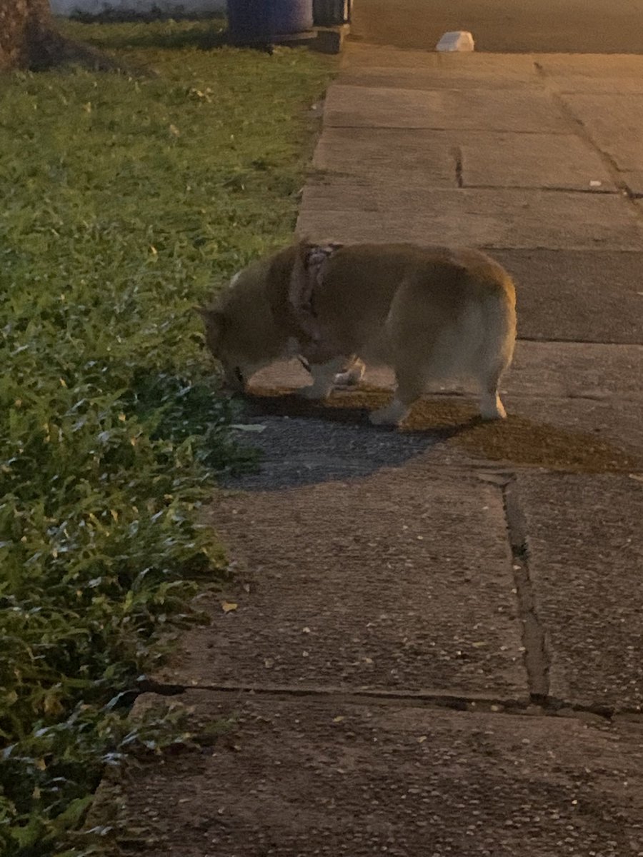 Trâm bị trầm tweet media