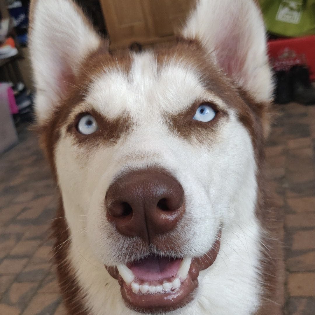 Juhcro's tweet photo. @LexTheHusky_2 Lex The Husky https://t.co/BpP4FTqlbV