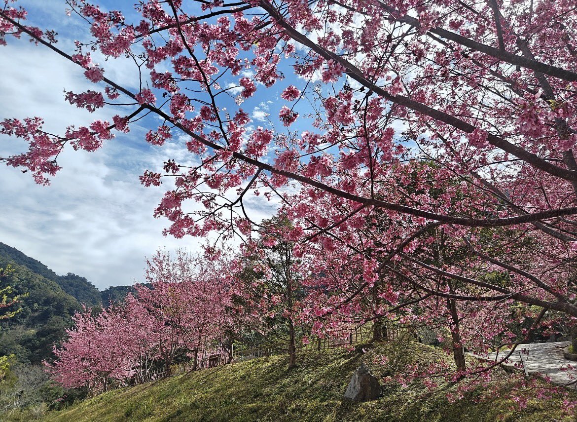 Lilidrmf's tweet photo. なんて美しい桜だろう
#桜 #風景 #花 #写真 https://t.co/XbOGEauJgC