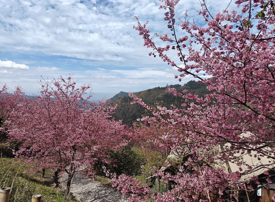 Lilidrmf's tweet photo. なんて美しい桜だろう
#桜 #風景 #花 #写真 https://t.co/XbOGEauJgC