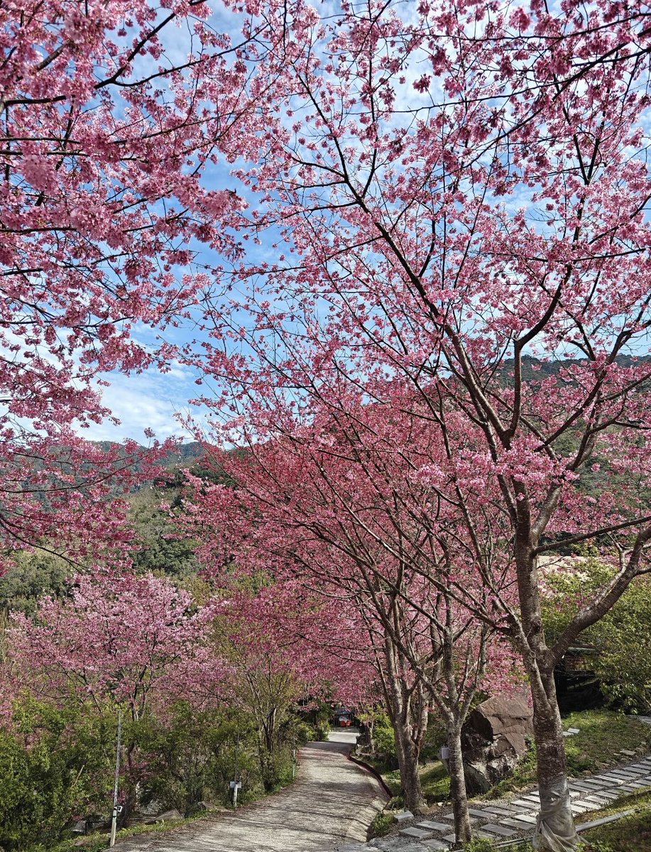 Lilidrmf's tweet photo. なんて美しい桜だろう
#桜 #風景 #花 #写真 https://t.co/XbOGEauJgC