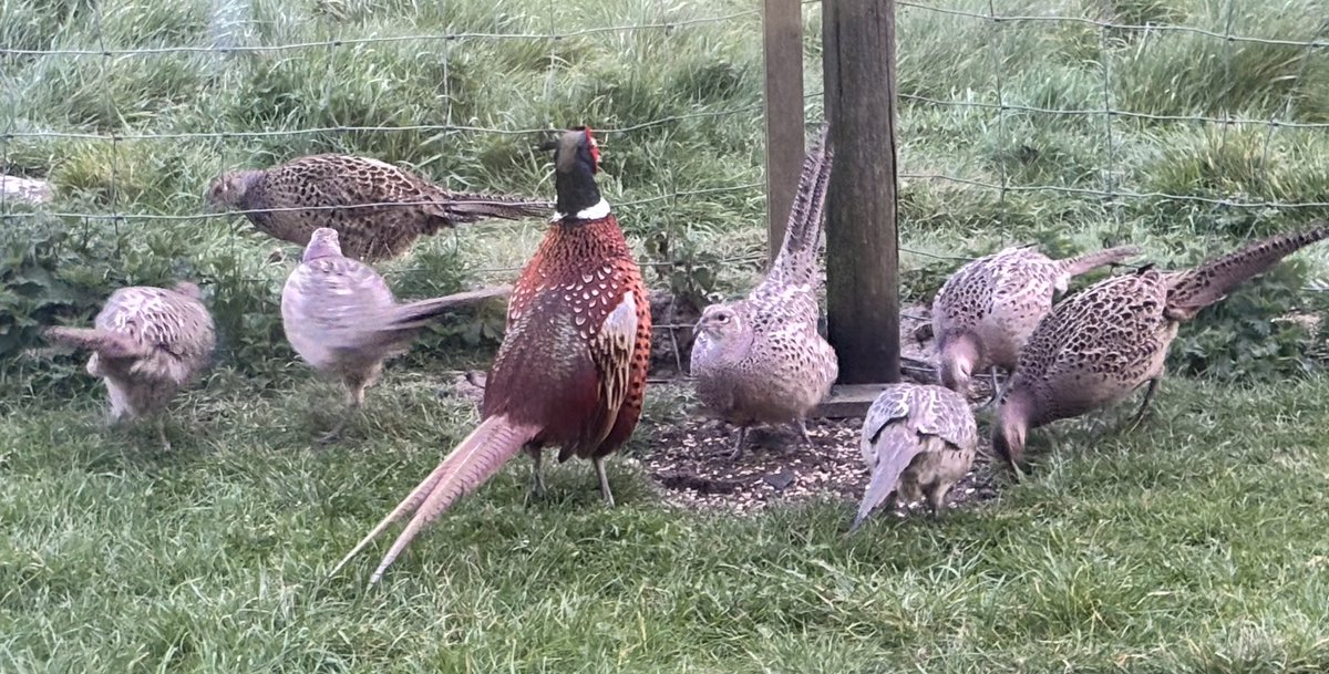 seboix's tweet photo. Bertie and some of his girls this morning having breakfast. He was under the bedroom window flapping and  crowing away. ‘ move your arse mum I want breakfast’ https://t.co/psNyiXAazh