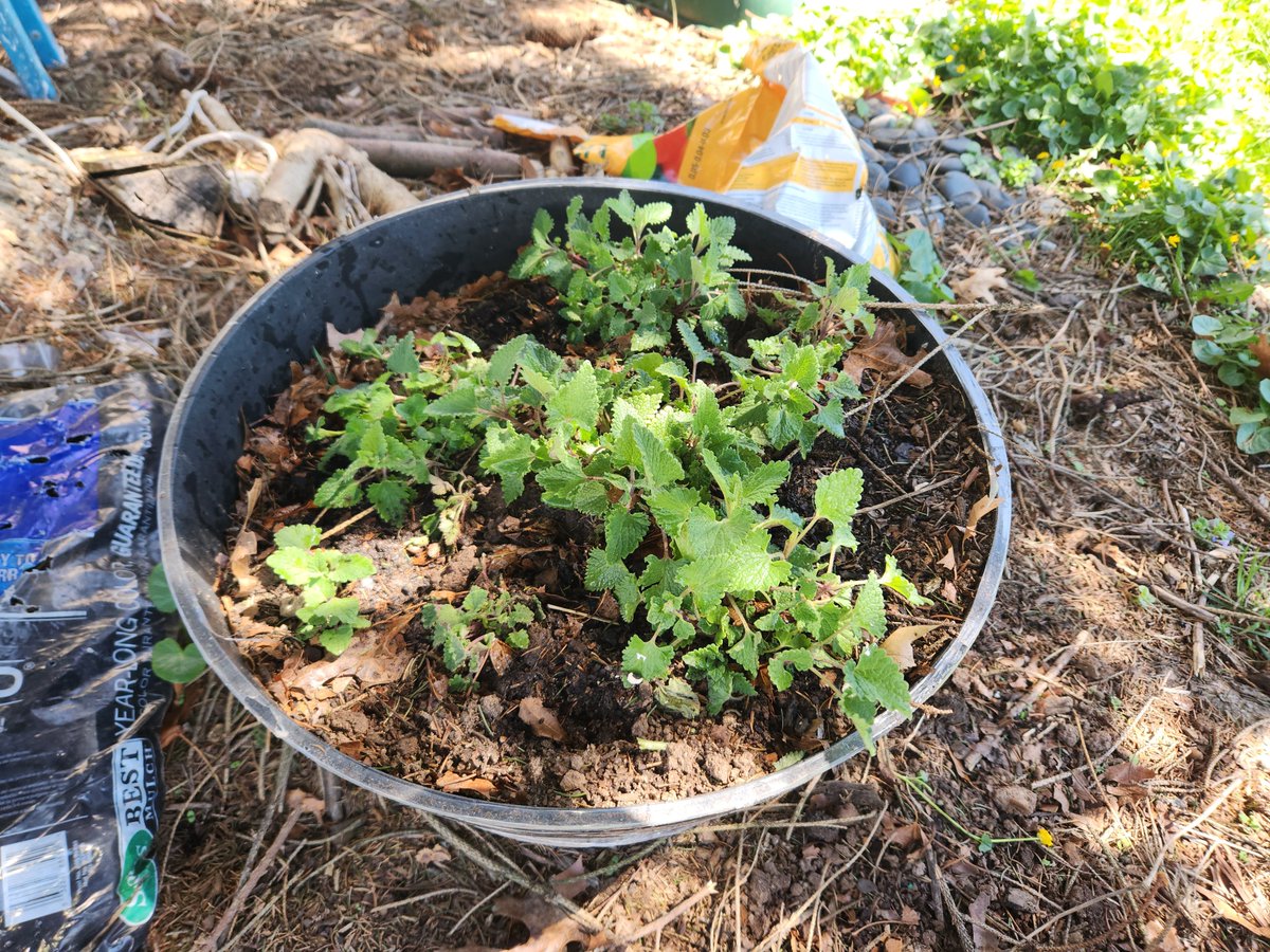 kittehboi's tweet image. Hi Pearl!  
Did you see my #catnip is coming back up!  Da lady had to move it so it lives in a pot for now.

#nipclub