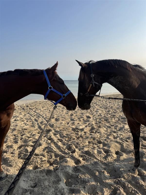 RacingWA_'s tweet photo. Dual WA Pacing Cup winner Minstrel and rising thoroughbred Smooth Chino shared a quiet moment ahead of their respective TABtouch Western Trilogy showdowns in the Nullarbor and the Quokka. 🌊🐎

Read more: https://t.co/xfR8CTiICN https://t.co/CNOwBqJfDR