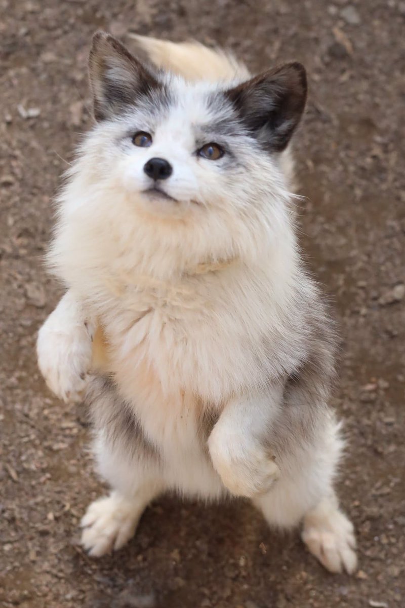 Nines 🐾🤍 tweet media