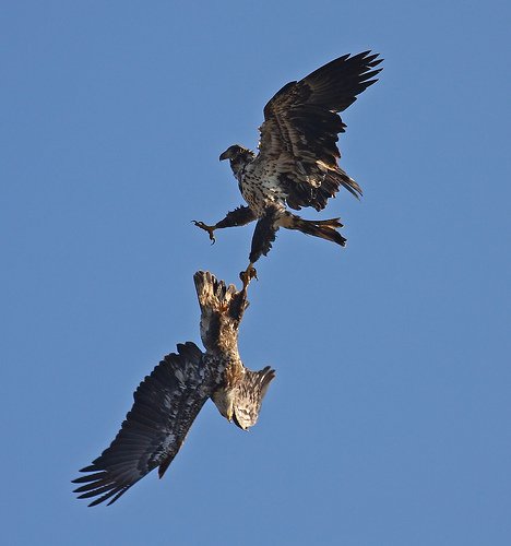 Shy ໒(＾ᴥ＾)७ tweet media