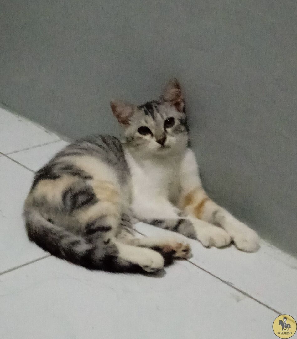 Jends! anakku yan cimit ini kabur dari rumahh huehuehue, kalo ada yang liat dia di daerah cendrawasih tolong rep😞😞 btw dia pake kalung warna kuning dan ada lonceng warna merah