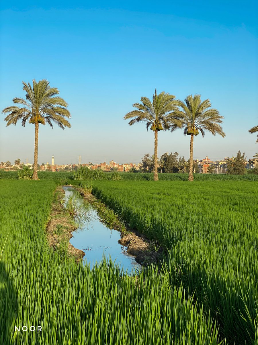 NOOR 𓂆 tweet media