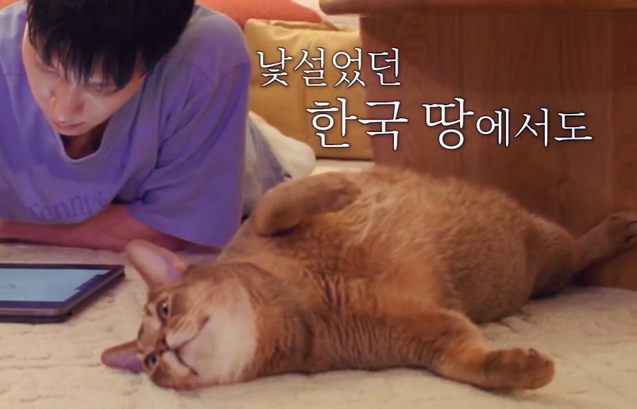 แมวโง่เป็นเอลฟ์อิสระ¹⁰⁰¹ tweet media