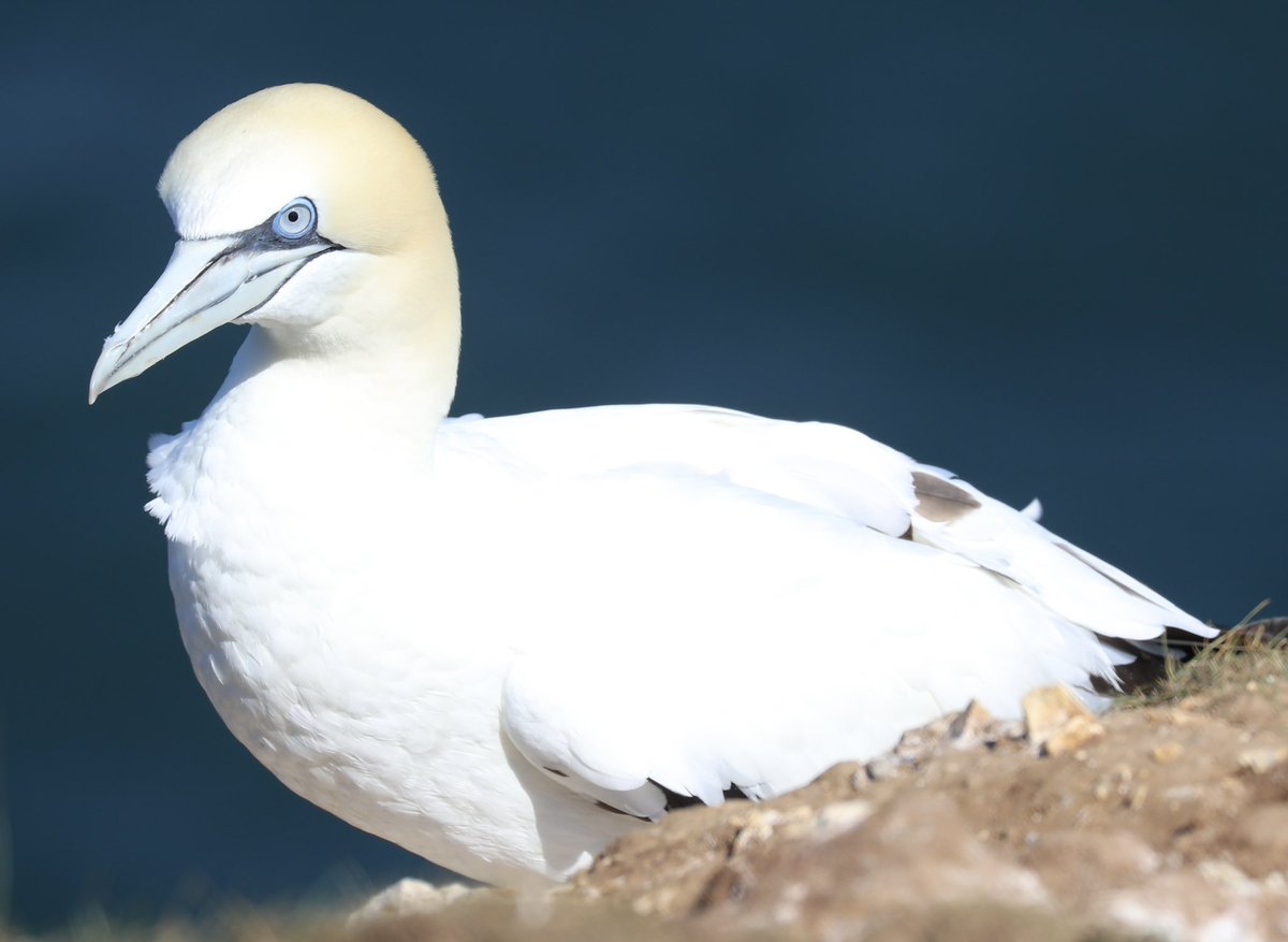 Derek Bailey tweet media