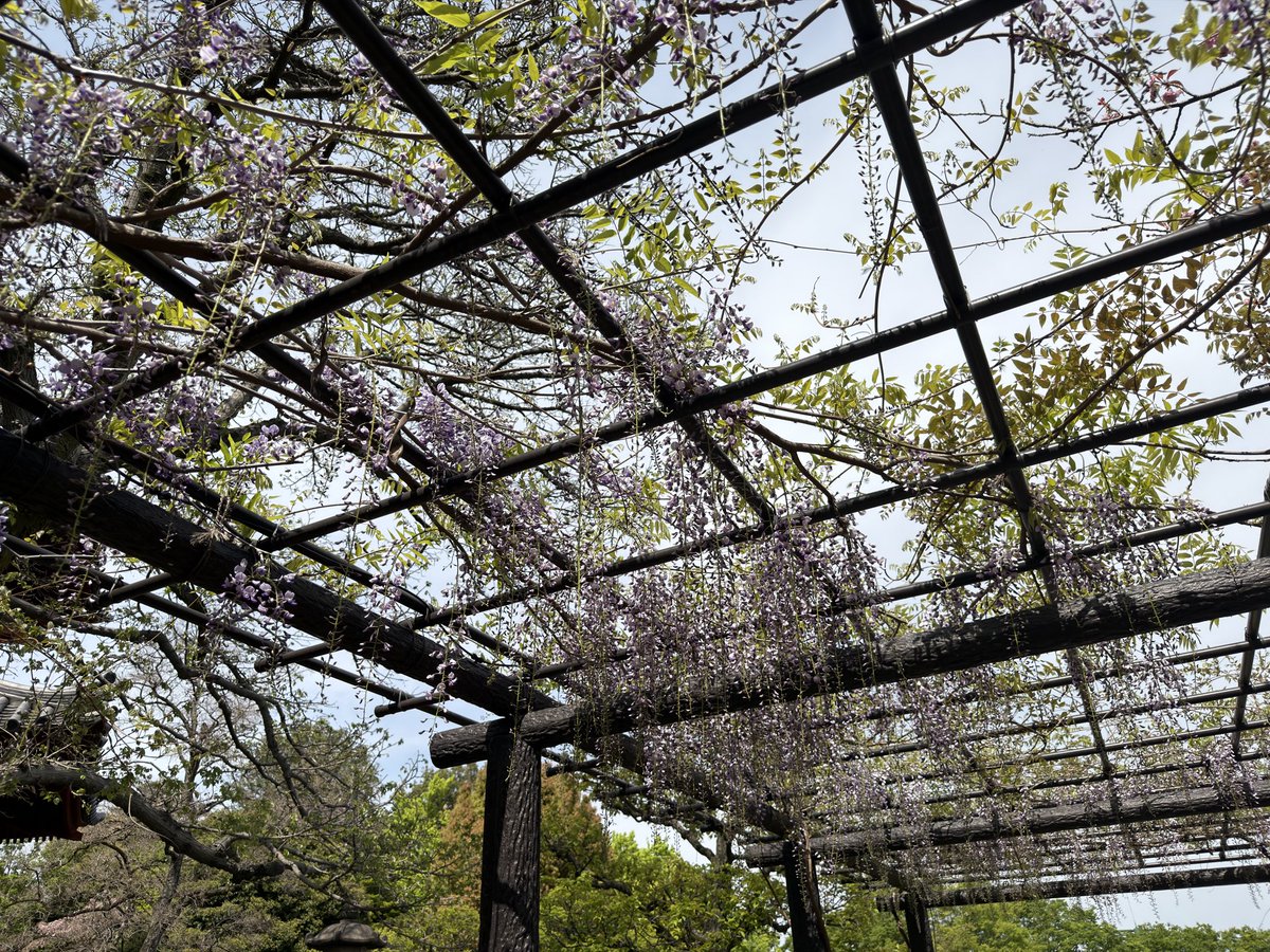 すかいめめ tweet media