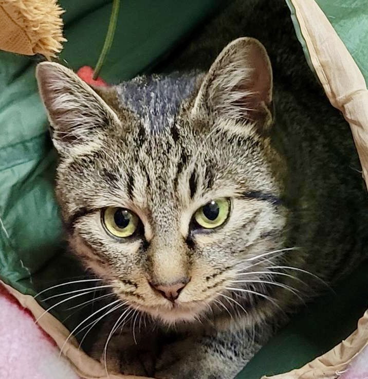 ピースにゃんこ函館＠うめこBB tweet media