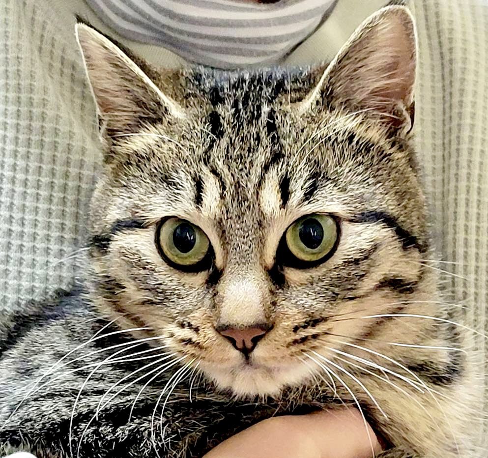 ピースにゃんこ函館＠うめこBB tweet media