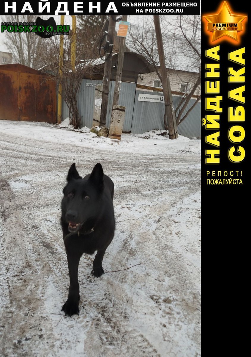 POISKZOO.RU™ tweet media