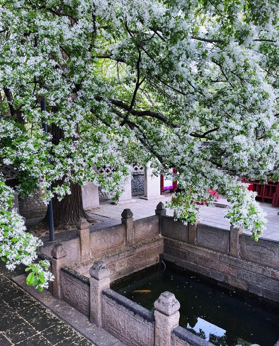 迷迷瞪瞪（互fo互赞）🌺🌺 tweet media