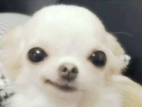 cali 𐕣 tweet media