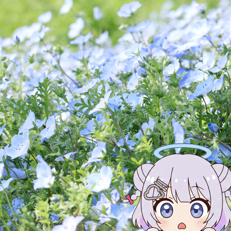 会社の周りお散歩してたらかわいい青いお花が咲いてたの🩵
ネモフィラみたいで綺麗だねって言ったら、ネモフィラだよって言われた！
あなたネモフィラだったの！！？
#モコポスト🪽☁️