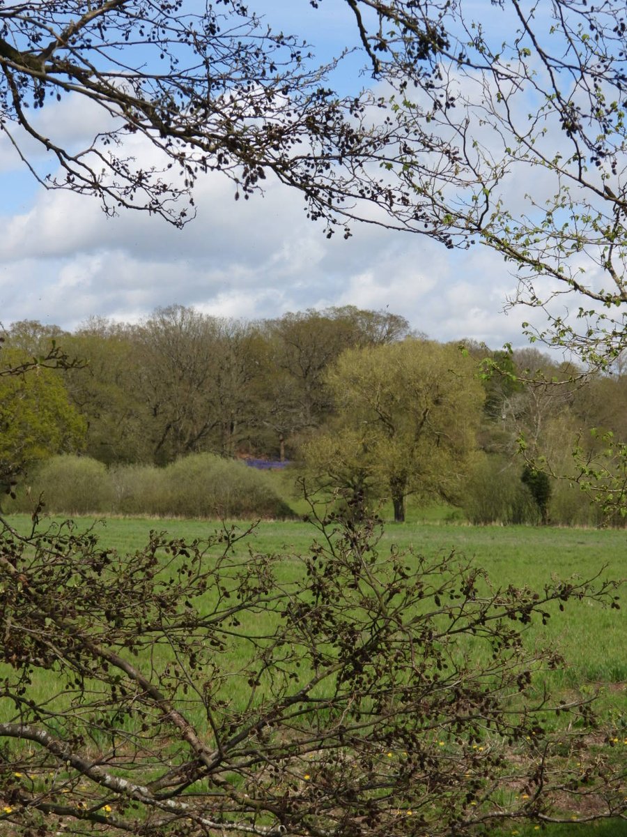 Matedwards7's tweet image. Looking towards Tiger Fen.
#Suffolk