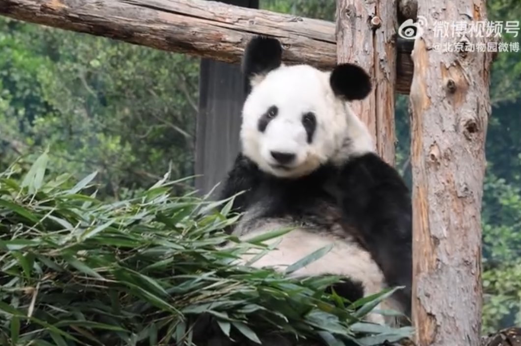 ミッキーミニー tweet media