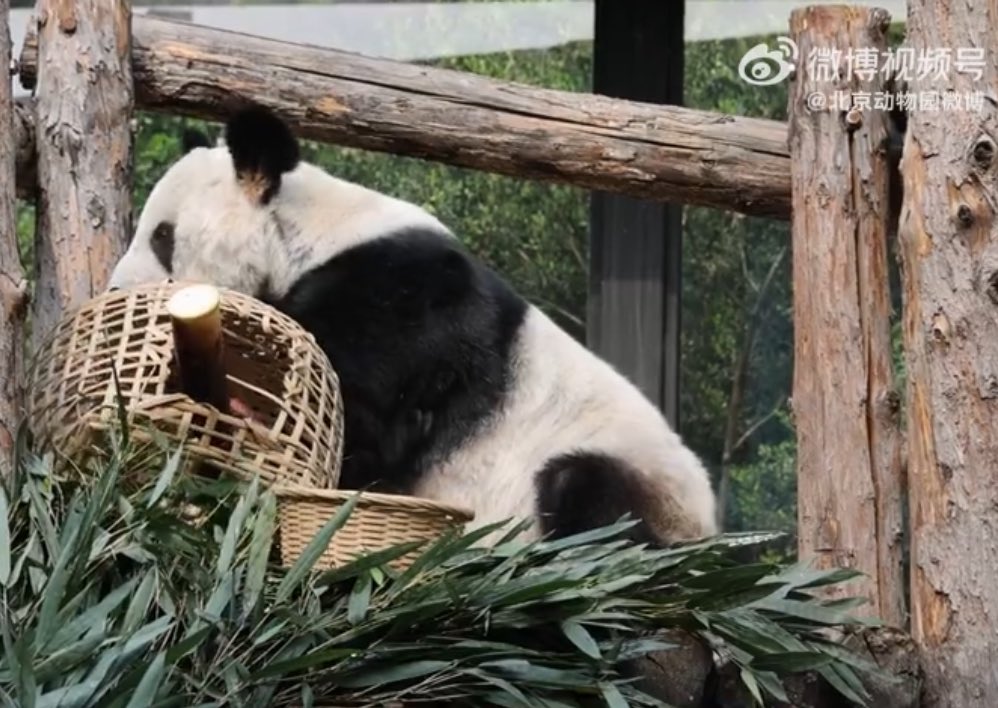 ミッキーミニー tweet media