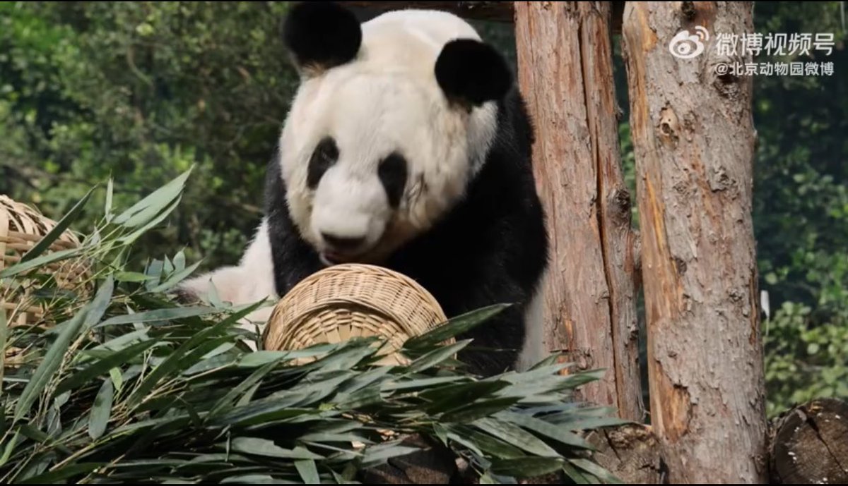 ミッキーミニー tweet media