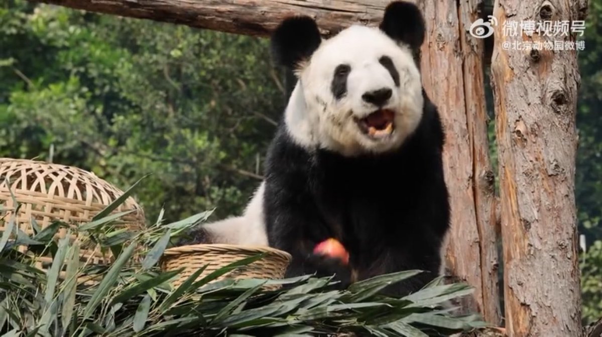 ミッキーミニー tweet media