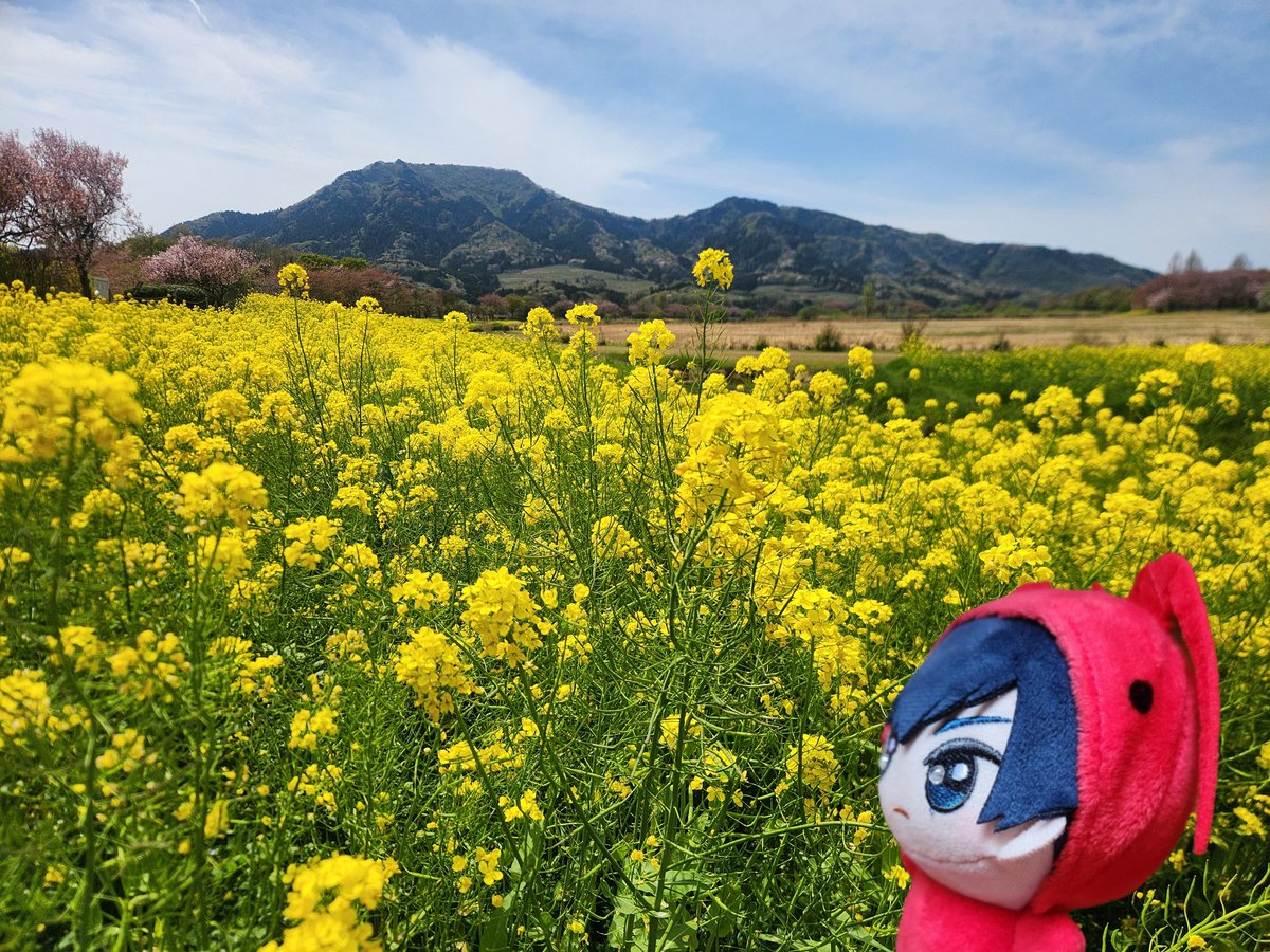 のこざき🪚 tweet media