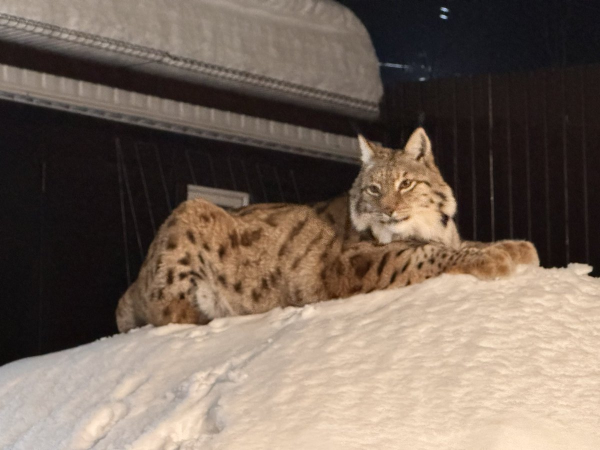 Илья Смолин tweet media