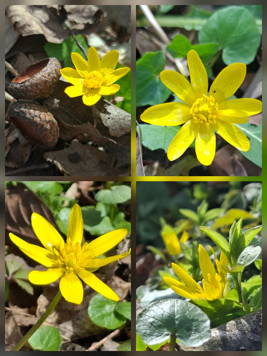 cojeprawda's tweet image. Ziarnopłon wiosenny💛
#wildflower #forest #NatureBeauty #NaturePhotography
