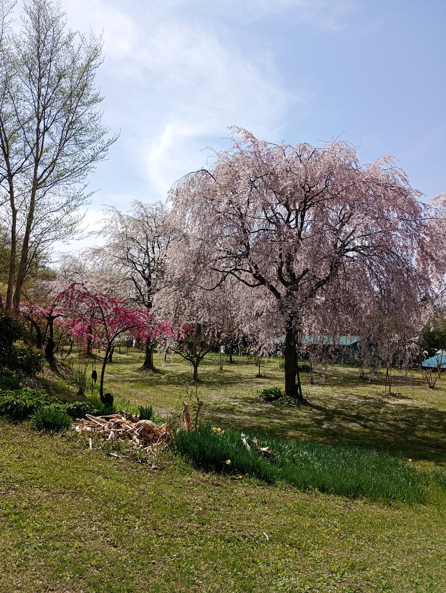 ADCkankou's tweet photo. みしま桜の里
2026.4.17
開花状況:散り始め！

青空・小鳥のさえずり・心地良い風、とても気持ち良いです。

#桜 #さくら #二本松の桜 ＃SAKURA  #福島県二本松市 #二本松市 ＃福島県 ＃二本松 #福島 #ふくしま #花見 https://t.co/AJZDUayjjf