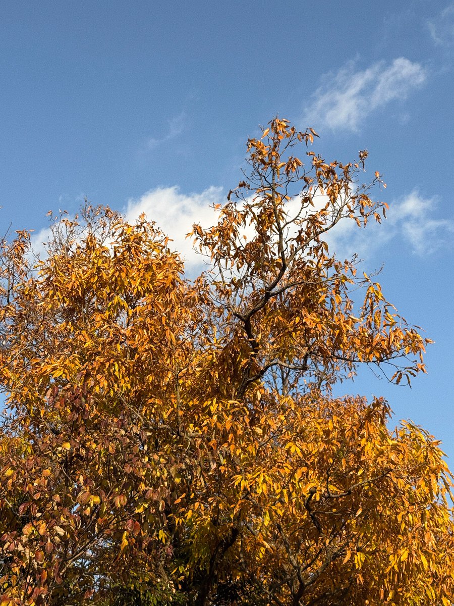 ASAHI weverse post 📸 #아사히

"🍂"