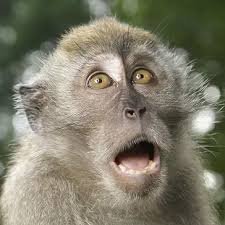 steve kelly tweet media