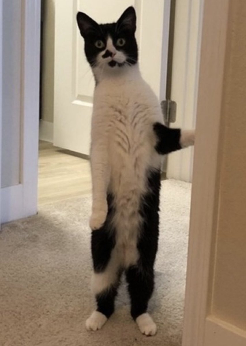 てんじー tweet media