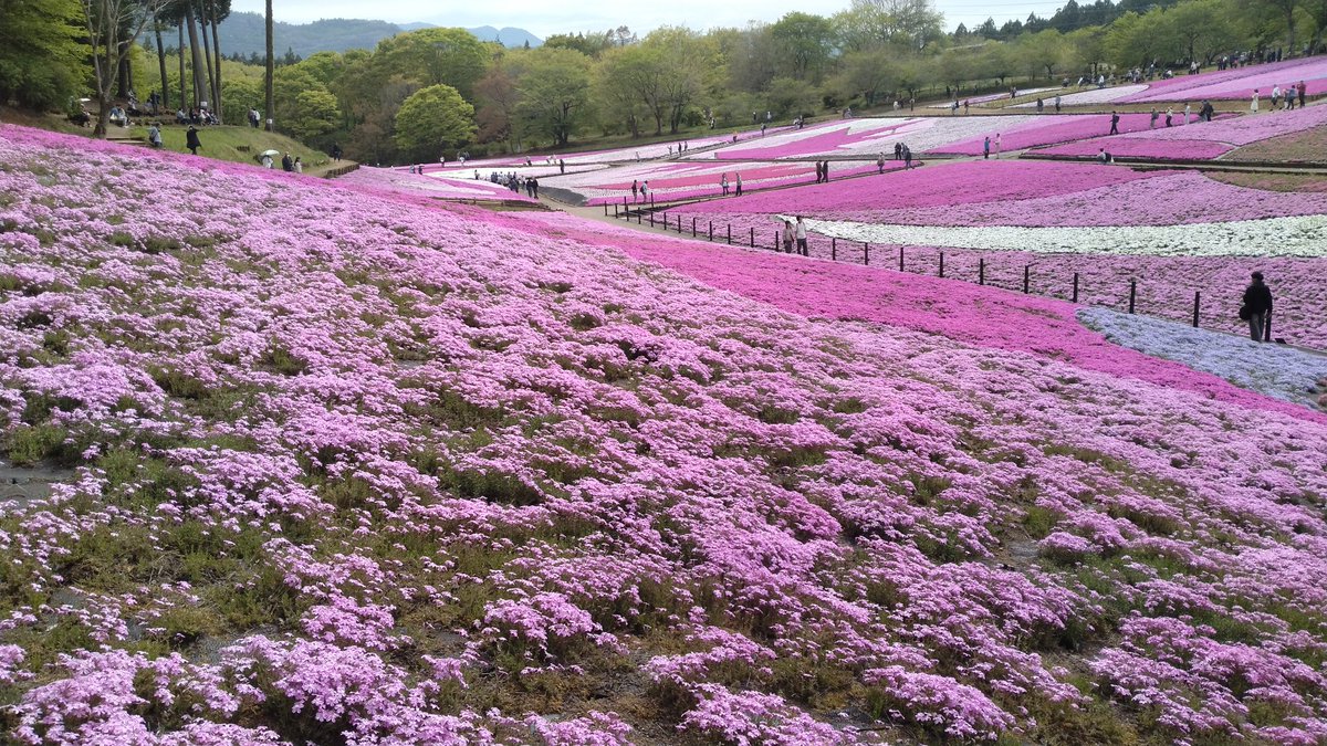 sslfreakdacky's tweet photo. 遠足の目的地はこんな感じです
行きたい行きたい思いながら
毎年なかなか脚をのばせず
今年ようやくこれました😀
#羊山公園
#芝桜の丘
#西武鉄道
#laview https://t.co/6GqTNoaJGK