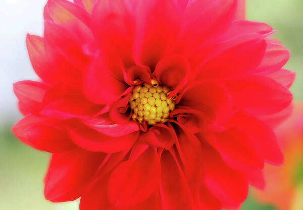 HurmerintaArt's tweet photo. A Lovely Red Dahlia Closeup.
Wall art, cards, pillows, bags, puzzles and more:
https://t.co/2X0fU52rwo
#dahlia #redflower #summerflower https://t.co/4ofAEjsdfk